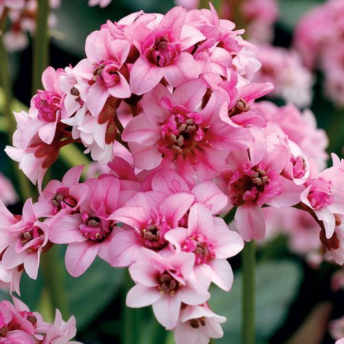 Bergenia Dragonfly&trade; 'Sakura' Image