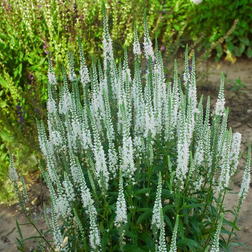 Veronica Magic Show&reg; 'White Wands' Image