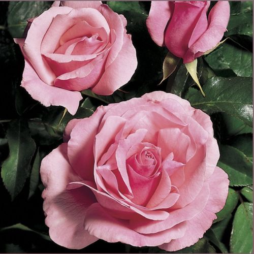 Queen Elizabeth Grandiflora Rose Image