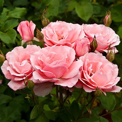 Queen Elizabeth Grandiflora Rose Image