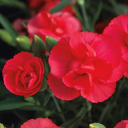 Dianthus Rosebud Image
