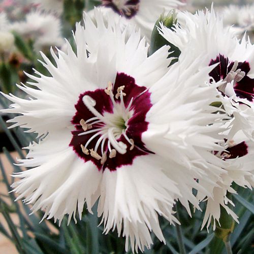 Dianthus Star Single&trade; Stargazer Image