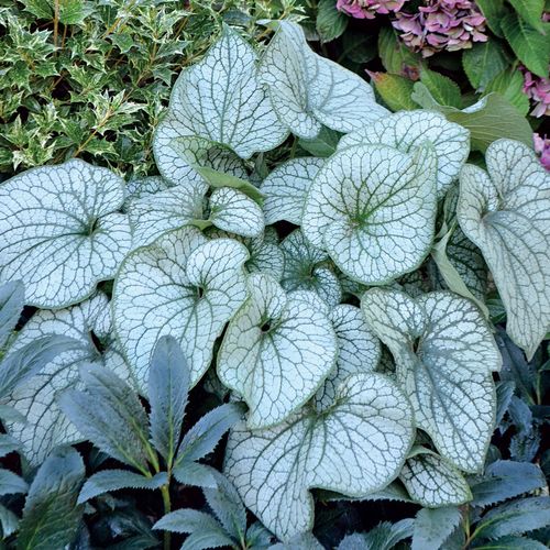 Brunnera 'Alexander's Great' Image