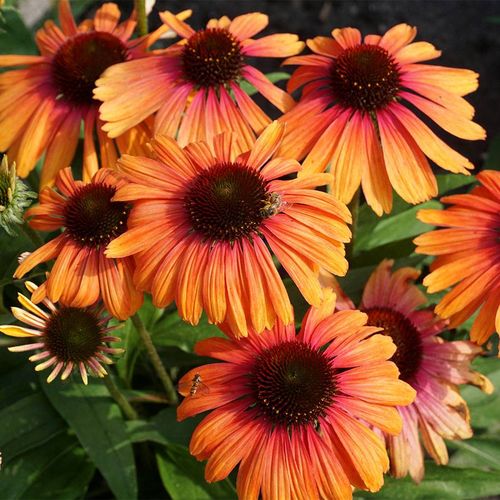 Echinacea Butterfly&trade; Rainbow Marcella Coneflower Image