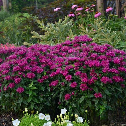 Monarda Sugar Buzz&reg; 'Grape Gumball' Image
