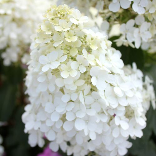 Hydrangea Bobo&reg; Panicle Hydrangea Image