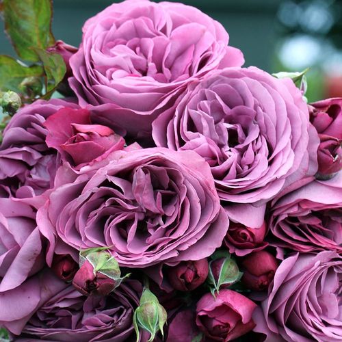 Plum Perfect&trade; Sunbelt&reg; Floribunda Rose Image