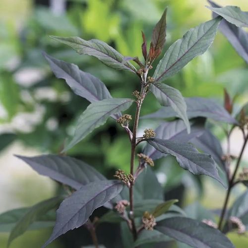 Callicarpa Pearl Glam&reg; Image