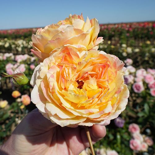 La Park 24-Inch Tree Rose Image