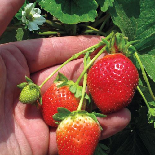 Fragaria 'Eclair' Strawberry Image