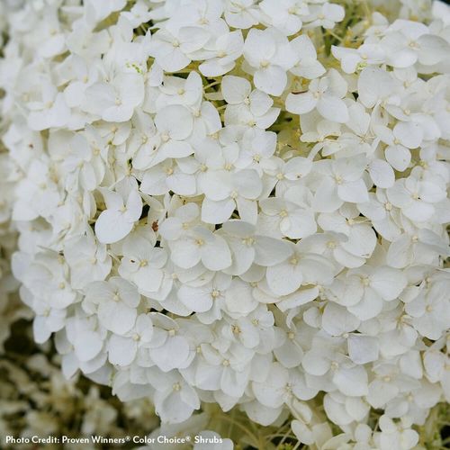Invincibelle Wee White&reg; 2.0 Hydrangea Image