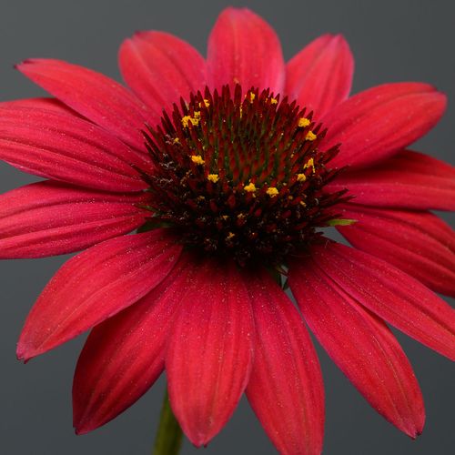 Sombrero&reg; Baja Burgundy Coneflower Image