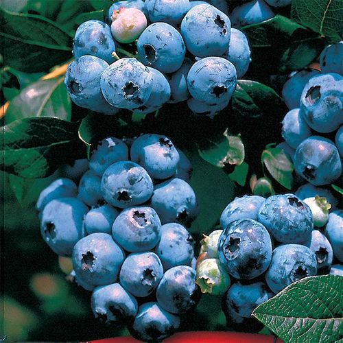 Vaccinium 'Tophat' Blueberry Image