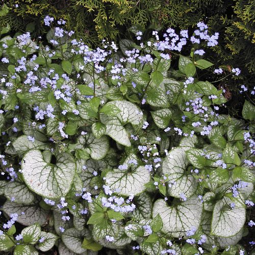 Brunnera 'Jack Frost' Image