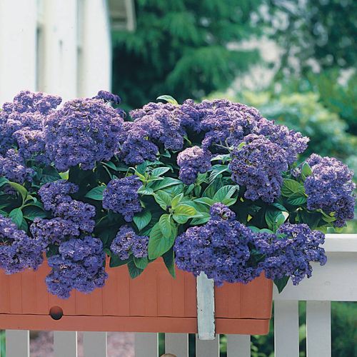 Iowa Heliotrope Image