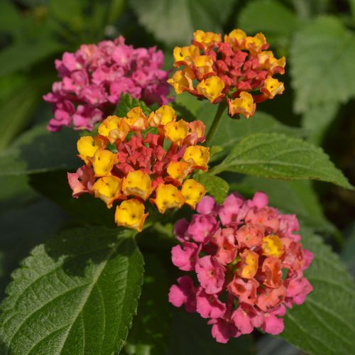 Lantana Summer Popsicle Image