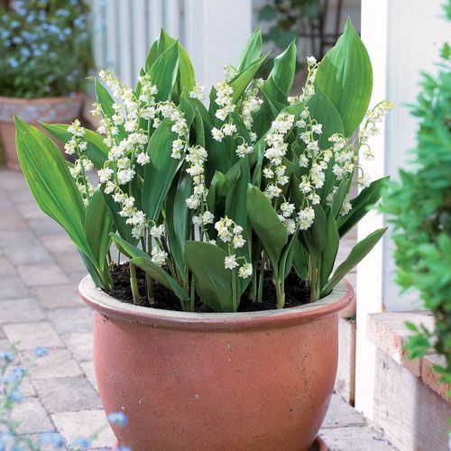 Convallaria 'Prolificans' Image