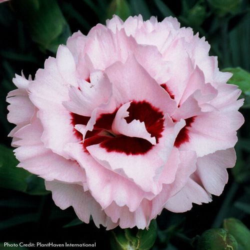 Dianthus Scent First&reg; Compact Raspberry Surprise Image