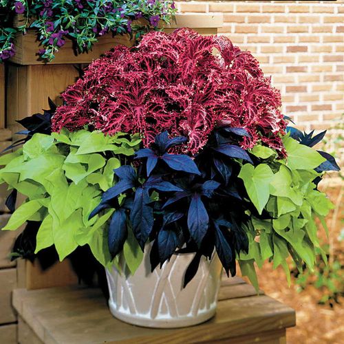 Bold and Dramatic Combination (pack of 3) Image