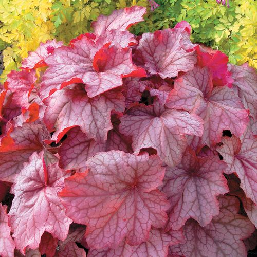 Heuchera 'Georgia Peach' Image