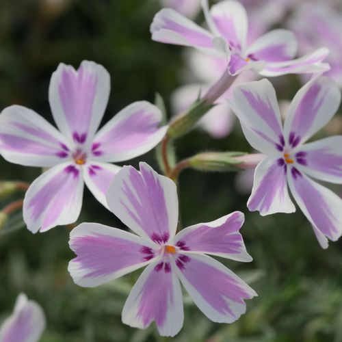 Phlox 'Candy Stripe' Creeping Phlox Image