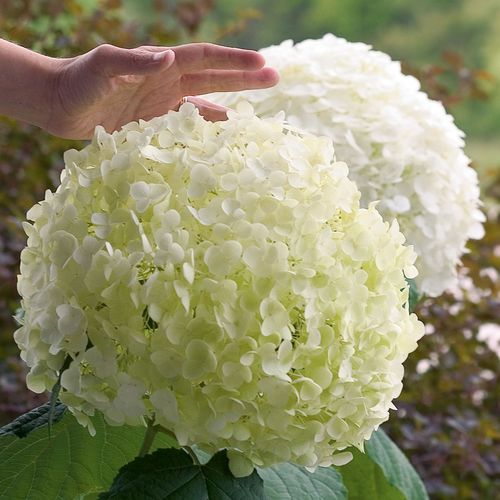 Hydrangea Incrediball&reg; Smooth Hydrangea Image