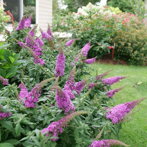 Buddleia Pugster Pinker&trade; Butterfly Bush Image