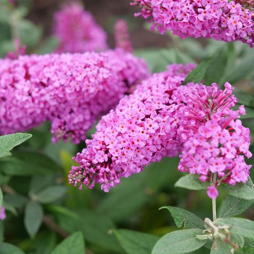 Buddleia Pugster Pinker&trade; Butterfly Bush Image