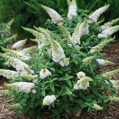 Buddleia Pugster White&reg; Butterfly Bush Image