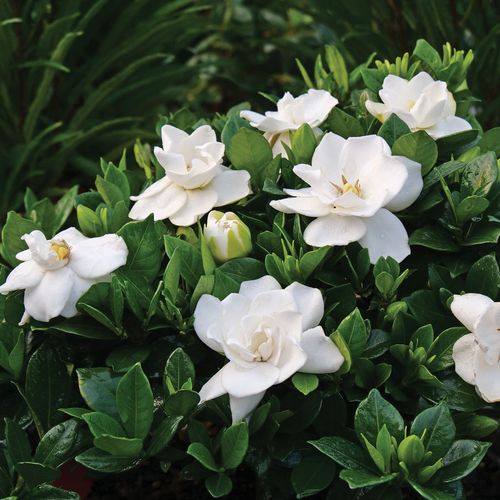 Gardenia Steady as She Goes&trade; Image