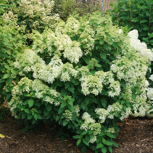 Hydrangea Quick Fire Fab&reg; Panicle Hydrangea Image
