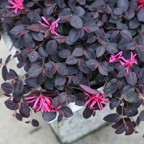 Loropetalum Jazz Hands Mini&reg; Chinese Fringe Flower Image