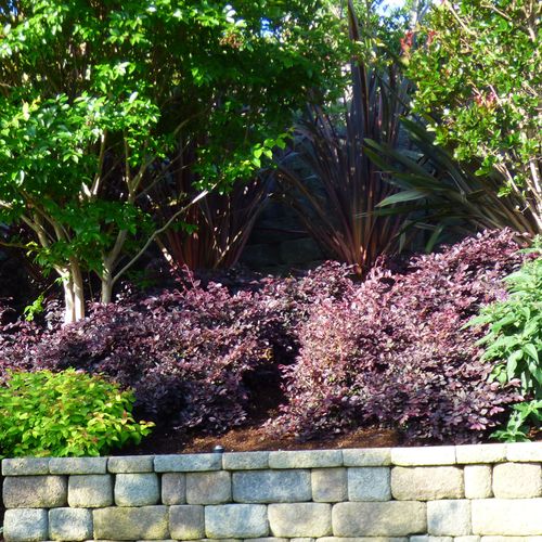 Loropetalum Jazz Hands Mini&reg; Chinese Fringe Flower Image