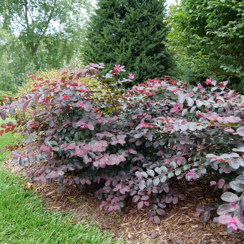 Loropetalum Jazz Hands&reg; Pink Chinese Fringe Flower Image