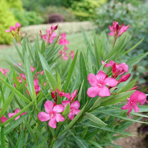 Austin Pretty Limits Oleander