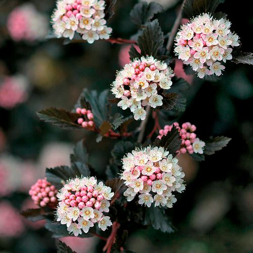 Physocarpus Summer Wine&reg; Ninebark Image