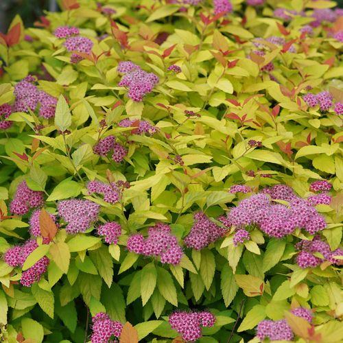 Spiraea Double Play&reg; Candy Corn&reg; Image