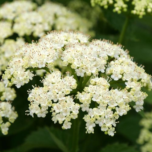 Viburnum Blue Muffin&reg; Arrowwood Image