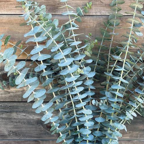 Fresh Cut Baby Blue Eucalyptus Bouquet Image