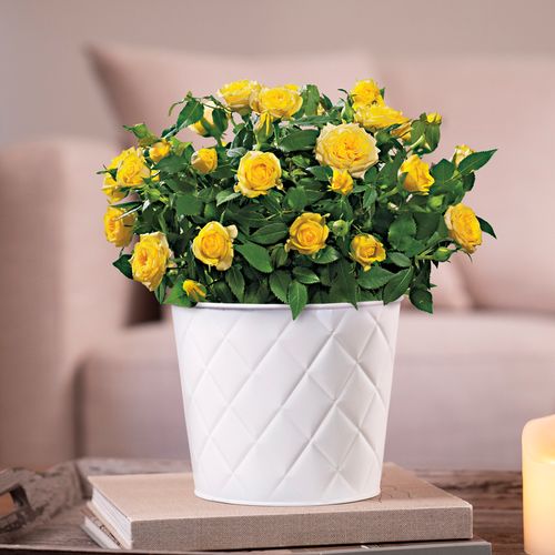 Yellow Rose Gift Plant Image