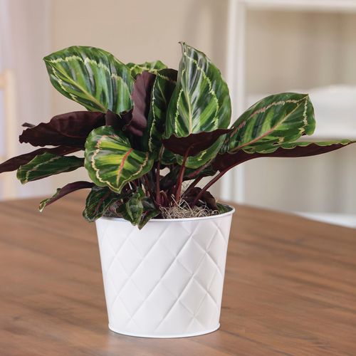 Calathea Medallion Plant Image