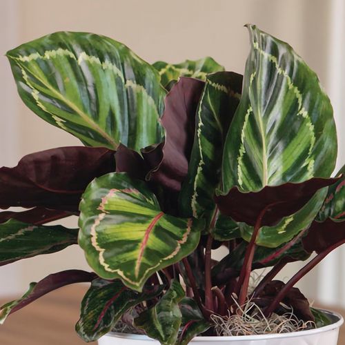 Calathea Medallion Plant Image