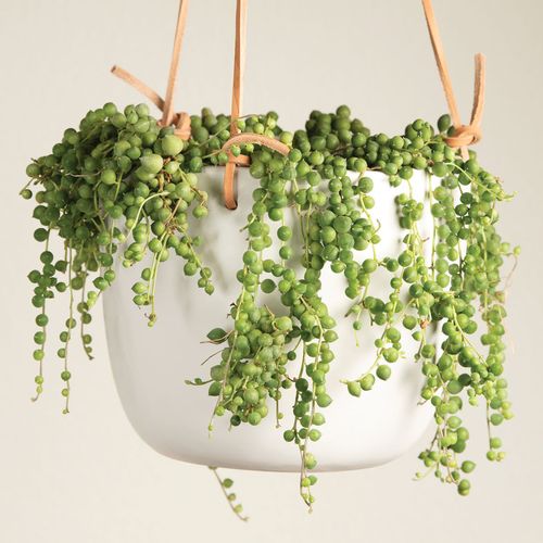 String of Pearls Succulent Plant Image