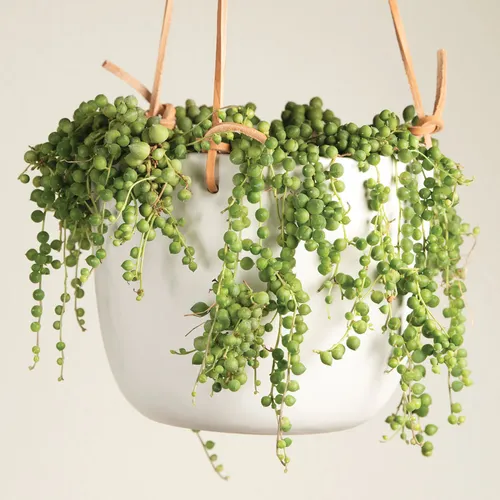 garden cress seeds Garden Cress Sprouting Seed main image 1