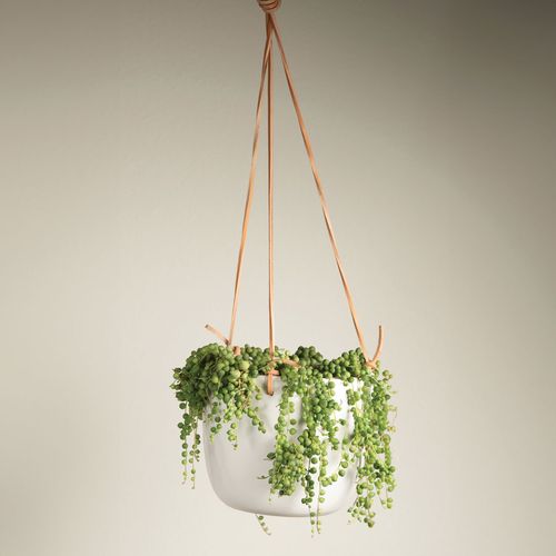 String of Pearls Succulent Plant Image