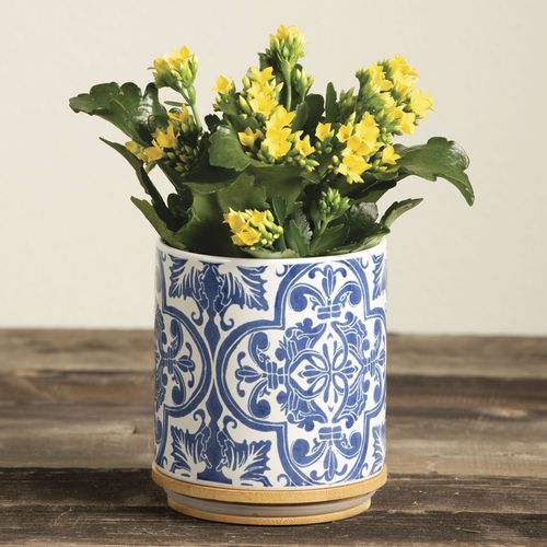 Yellow Kalanchoe Plant Image