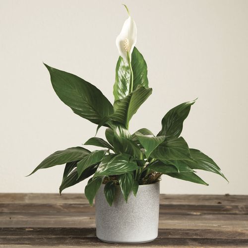 Peace Lily Gift Plant Image