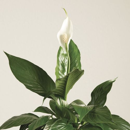 Peace Lily Gift Plant Image