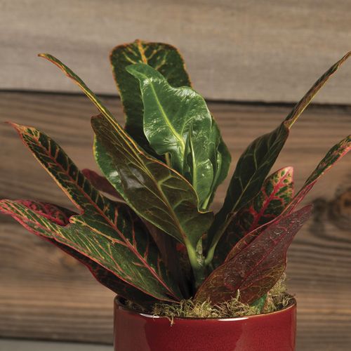 Croton Houseplant Image