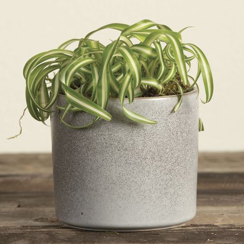 Spider Plant Image